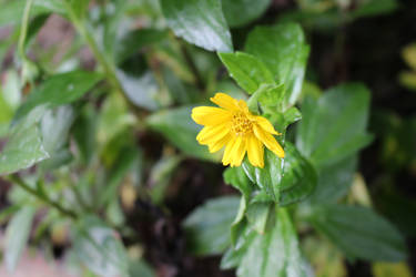Little Yellow flower from Vacation