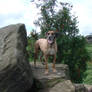 Kira the Rhodesian Ridgeback