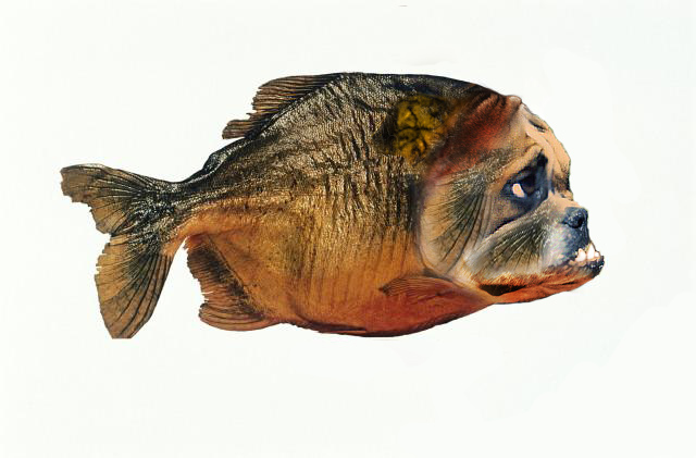 Bullfish by Mozaiko on DeviantArt