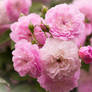 Pink Roses Blooming