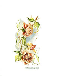 Roses by Acacia13