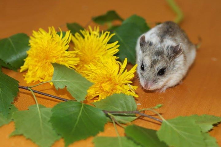 Chinese hamster portrait