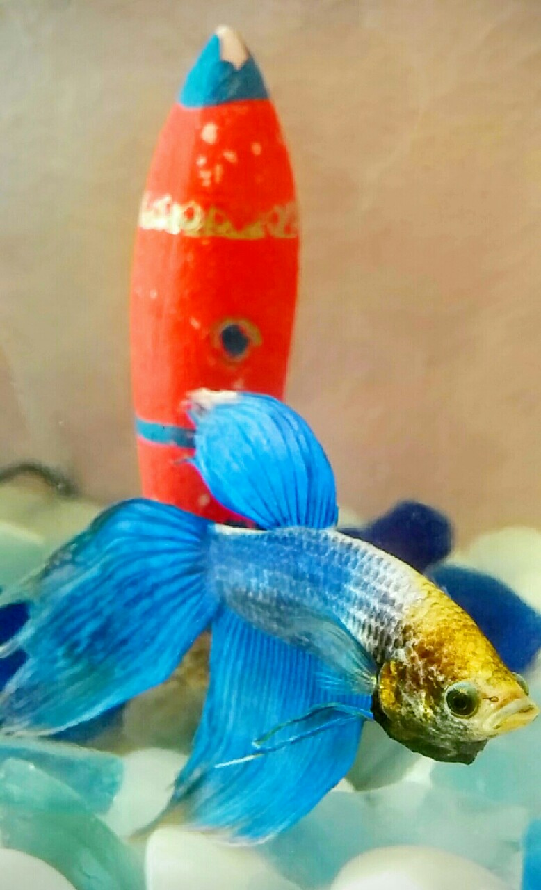 Epsilon the Betta