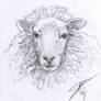 Sheep Sketch