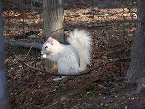 The rare white squirrel of Transylvania County N.C