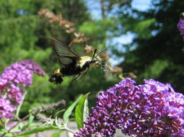 Hummingbird Moth