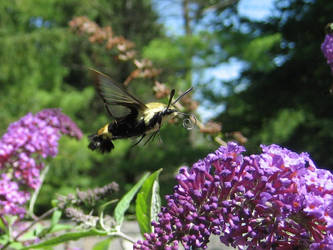 Hummingbird Moth