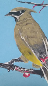 Cedar Waxwing