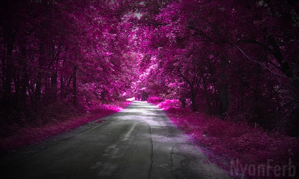 Pink Forest