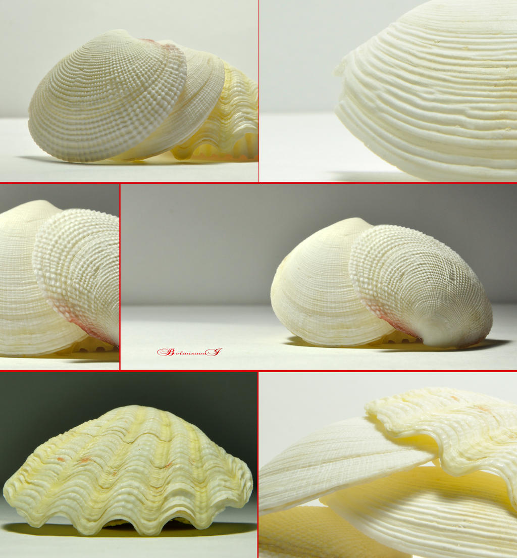 Shells by aniribe on DeviantArt
