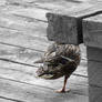 One Legged duck