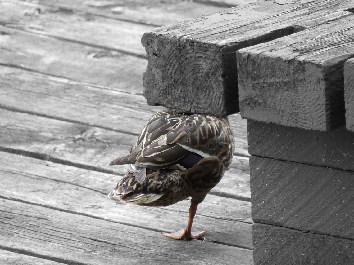 One Legged duck