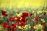 poppies in a field by Dune-sea