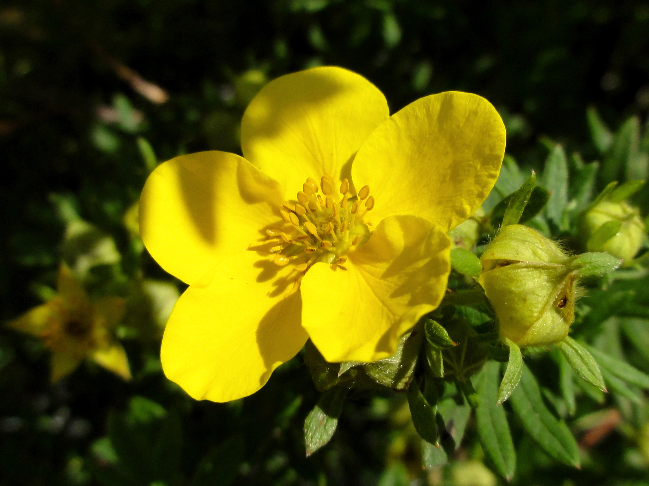 Yellow flower