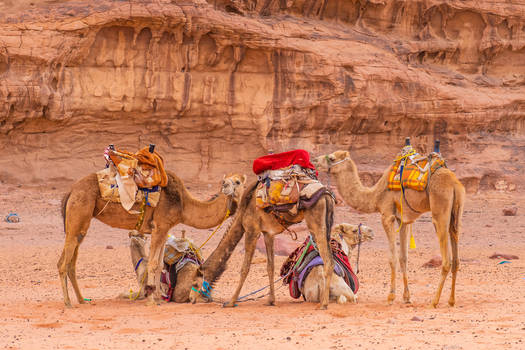 Camel Herd in Wadi Rum, Jordan