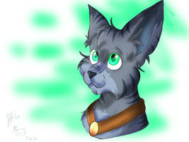 Adam the gray tabby
