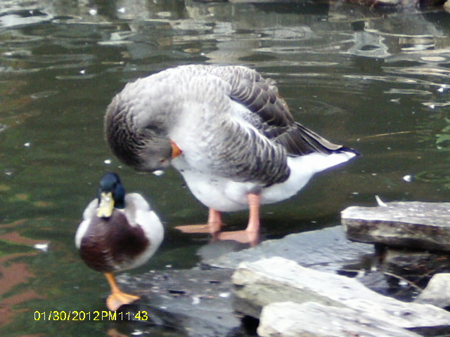 Mystic Village Geese 3