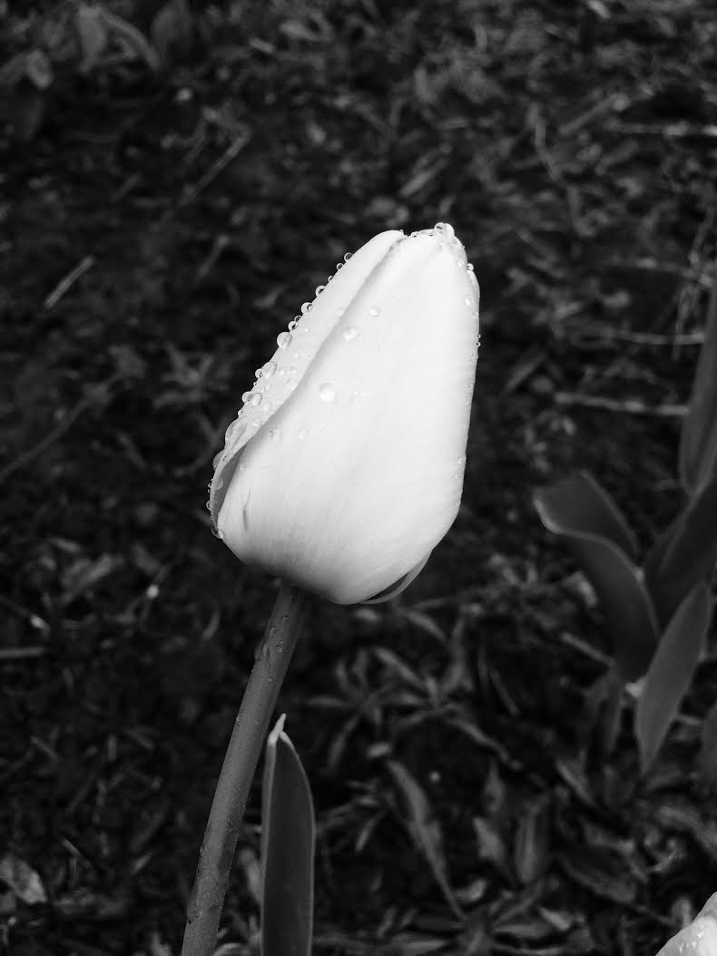 BW Tulip