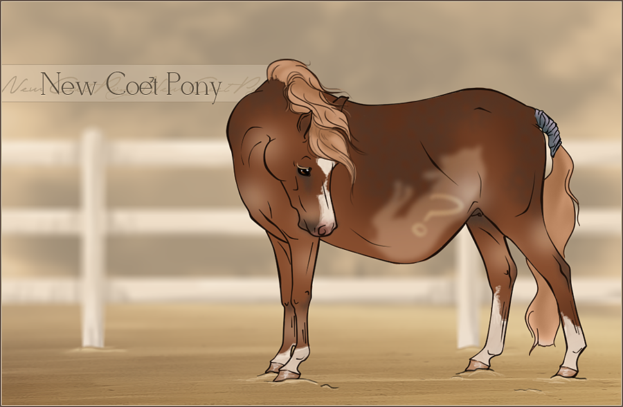 Broodmare A - New Coet Pony Semi-Custom