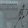 New Plethorans Info Sheet