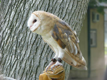 Barn owl 1