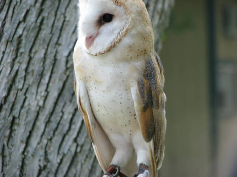 Barn owl 2