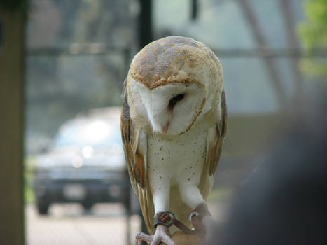 Barn owl 3