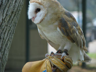 Barn owl 5