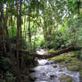 Natures Bridge 3