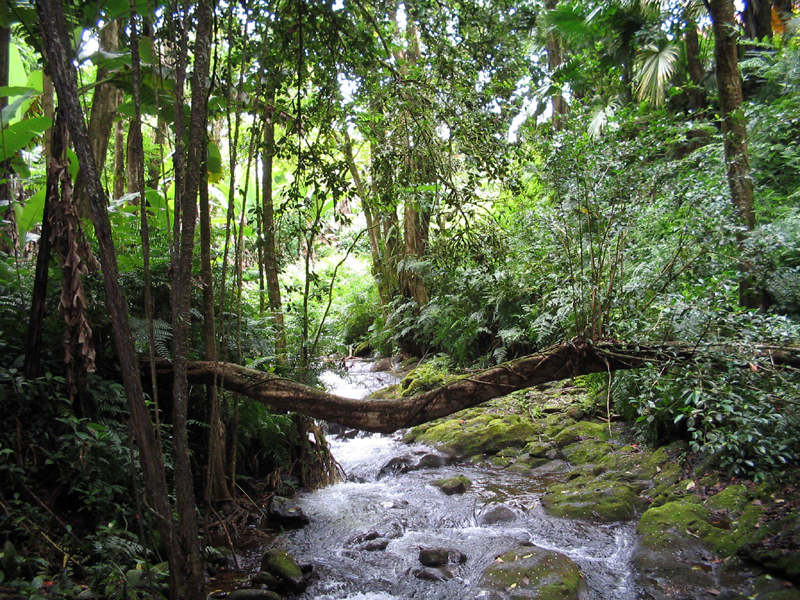 Natures Bridge 3