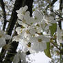 Blossom in my parents garden