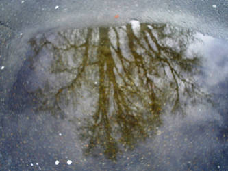 tree in a puddle