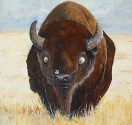 Buffalo