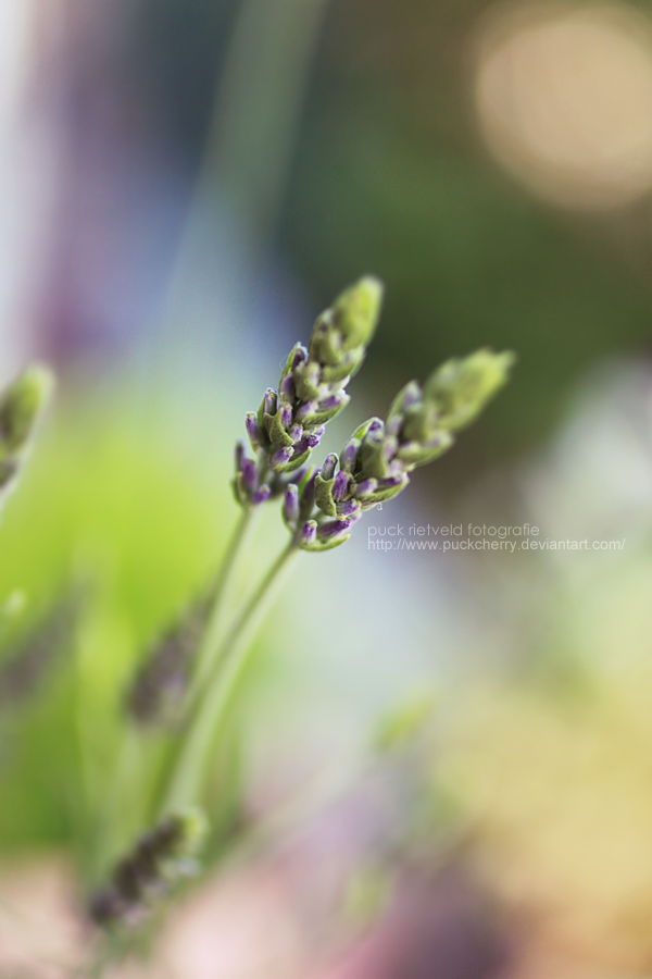 Newborn Lavender