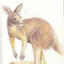 Kangaroo