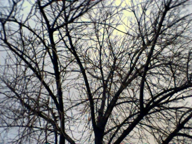 standard tree shot by delici0us on DeviantArt