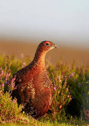 Red Grouse 2