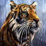 Day 2 - Storm - Sumatran Tiger
