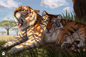 Tigers in the shade