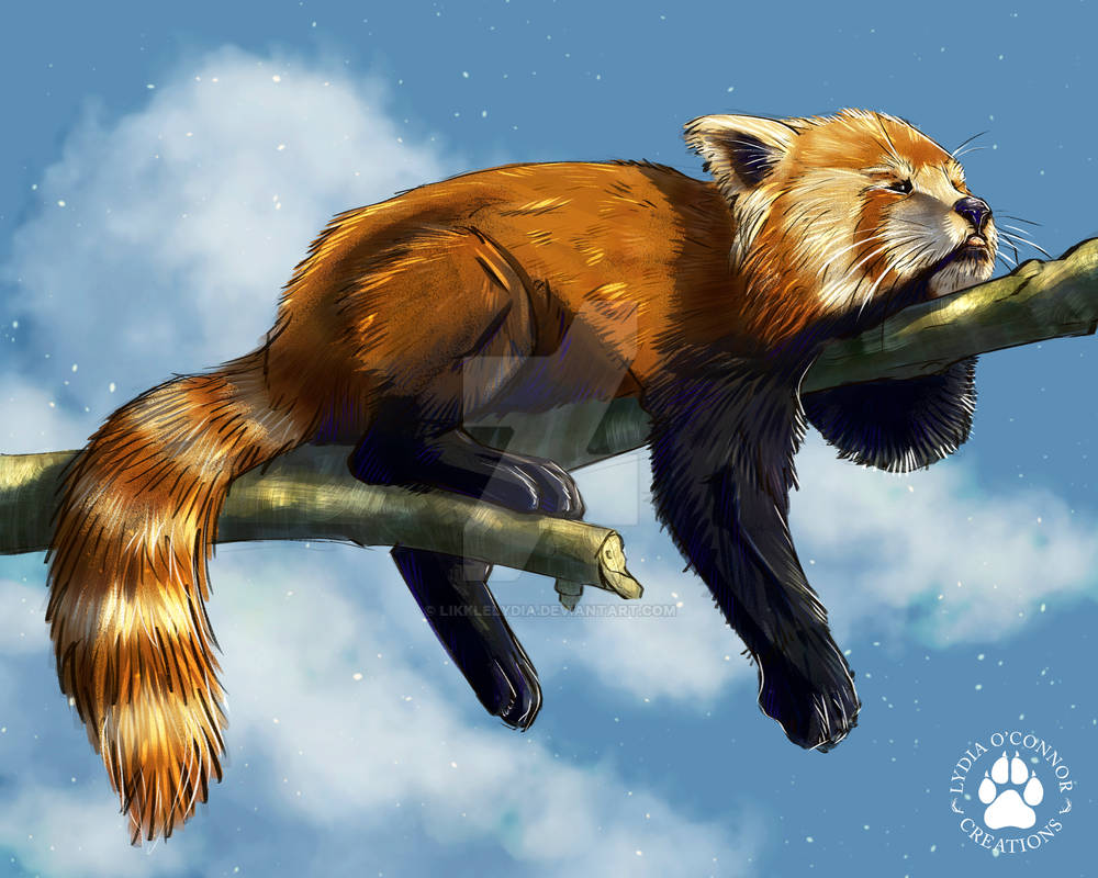 Red panda sketch by LikkleLydia on DeviantArt