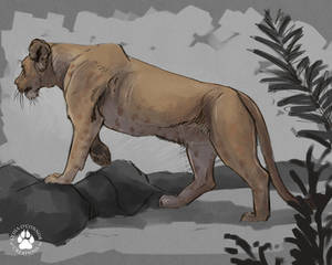 Lioness Sketch