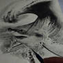 shark