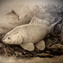 carp