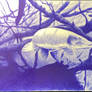 pike