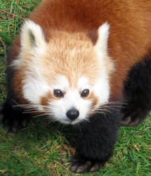 Red Panda