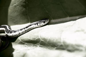 Garter Snake BW
