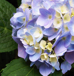 Hydrangea  - Blue 1