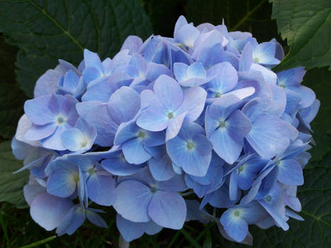 Hydrangea  - Blue 2