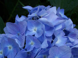 Hydrangea  - Blue 3