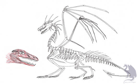 Dragon skeleton + facial muscles